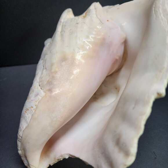 Queen Conch Shell Pink Large 7'' Decorative Seashell Nautical Display - Picture 8 of 11